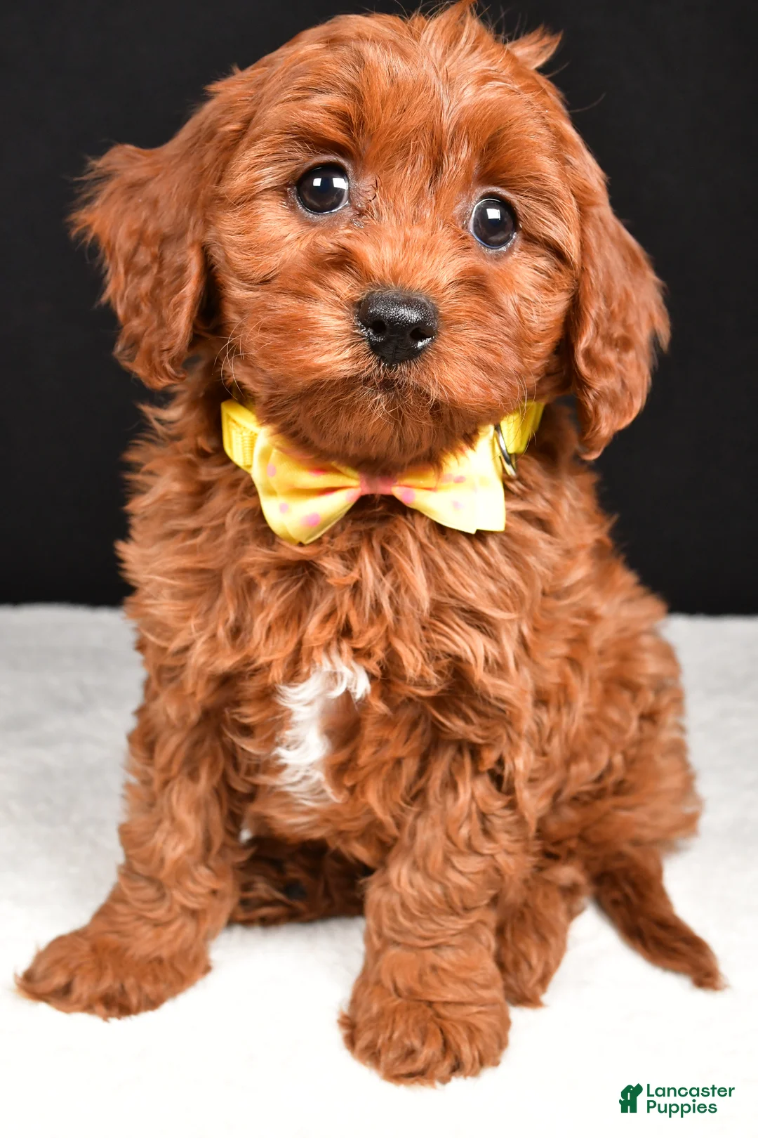 Cavapoo dogs for sale: Benny - Ad 7