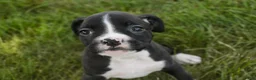 Boxer dogs for sale: Chloe - Ad 5