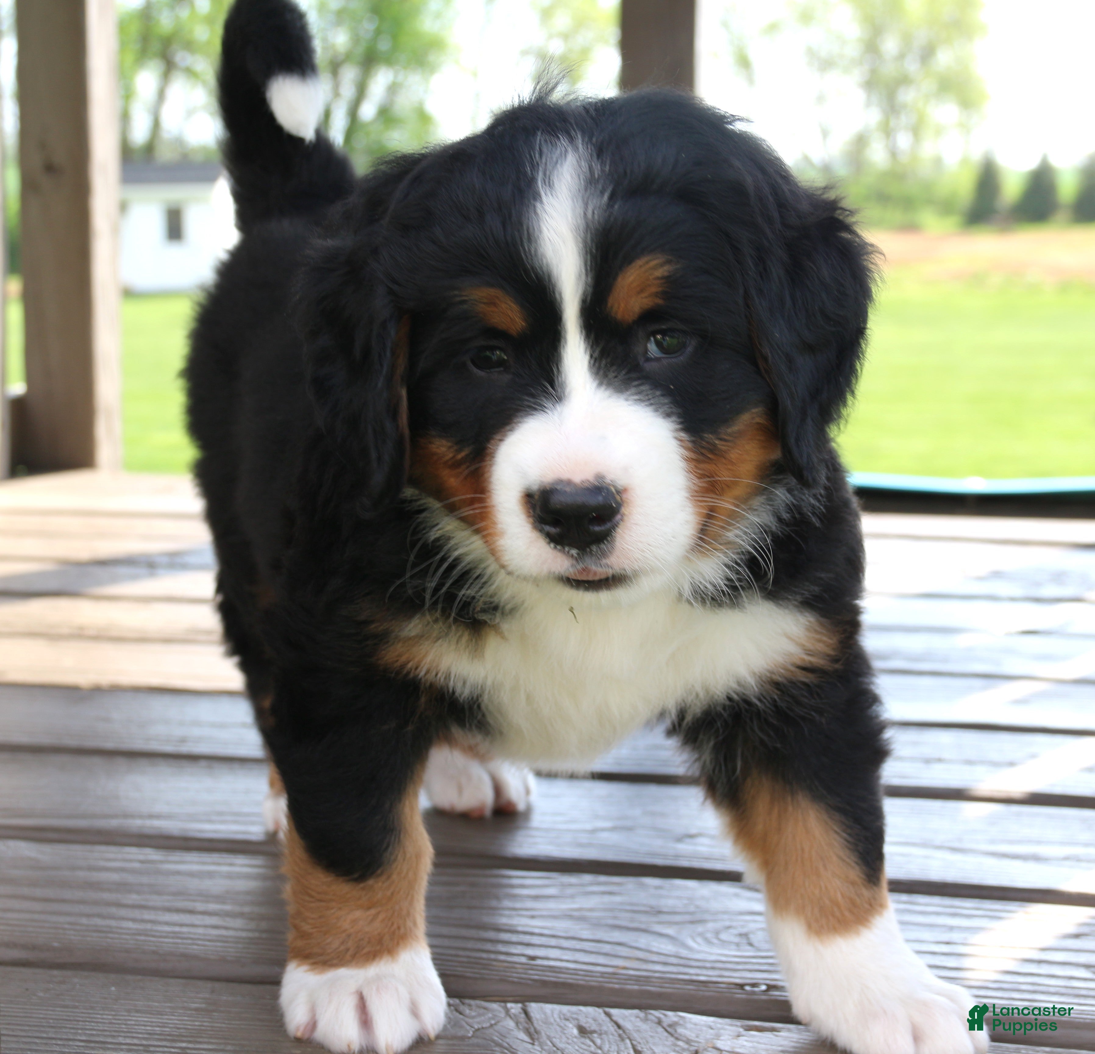 Bernese Mountain Dog dogs Zoe - Ad 2