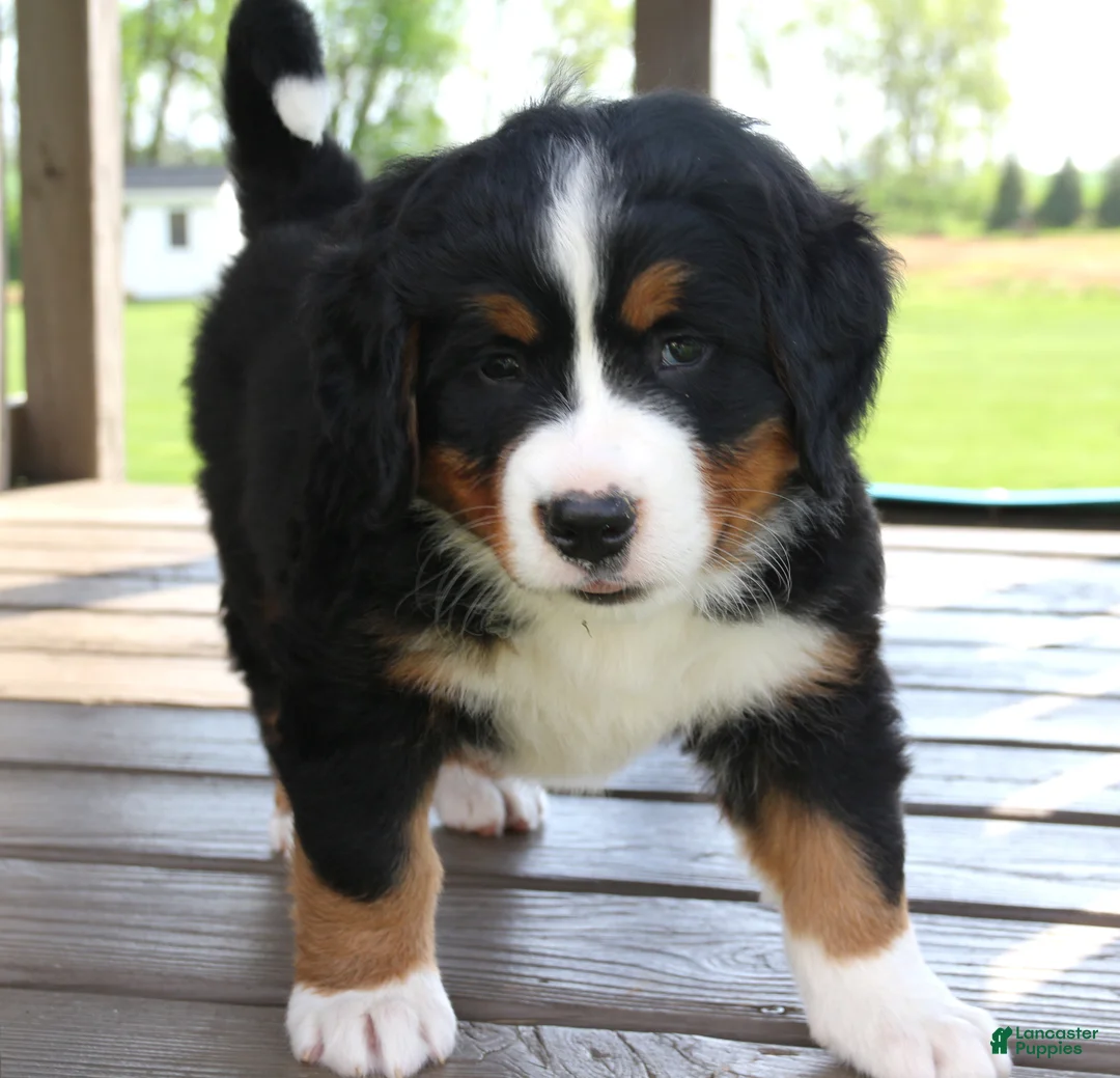 Bernese Mountain Dog dogs for sale: Zoe - Ad 2