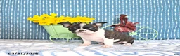 Boston Terrier dogs for sale: Mercida - Ad 3