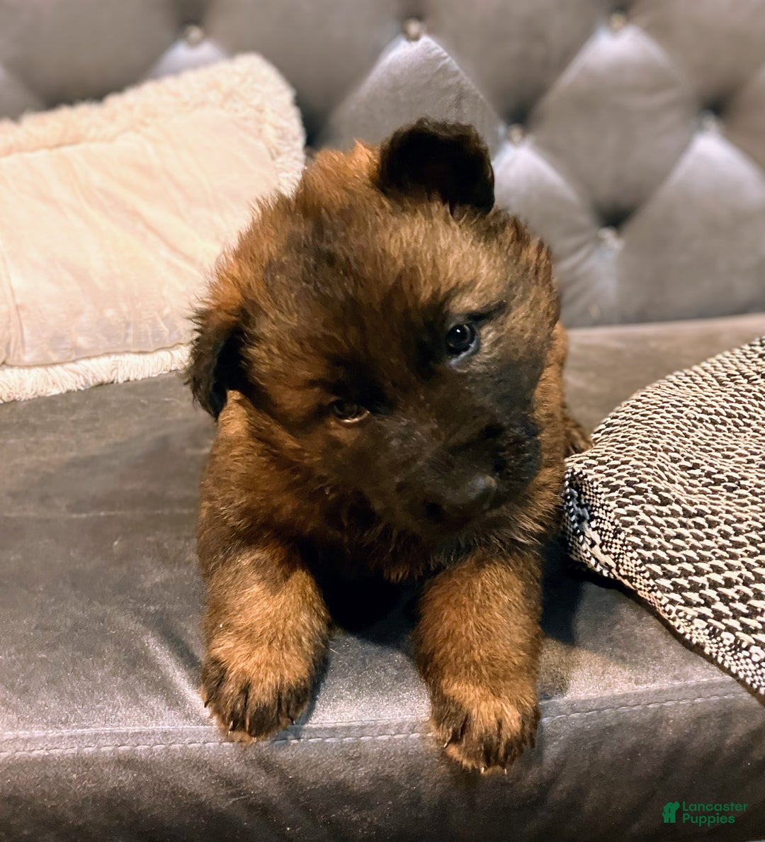 German Shepherd dogs for sale: ♥️SWEET SABLE ♥️ - Ad 45