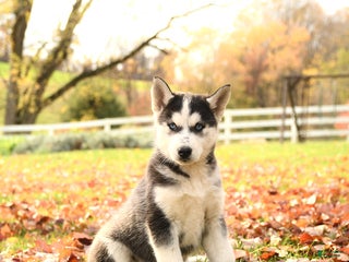 Siberian Husky dogs - Ad 31