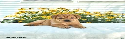 Mini Hippo dogs for sale: Mack  - Ad 4