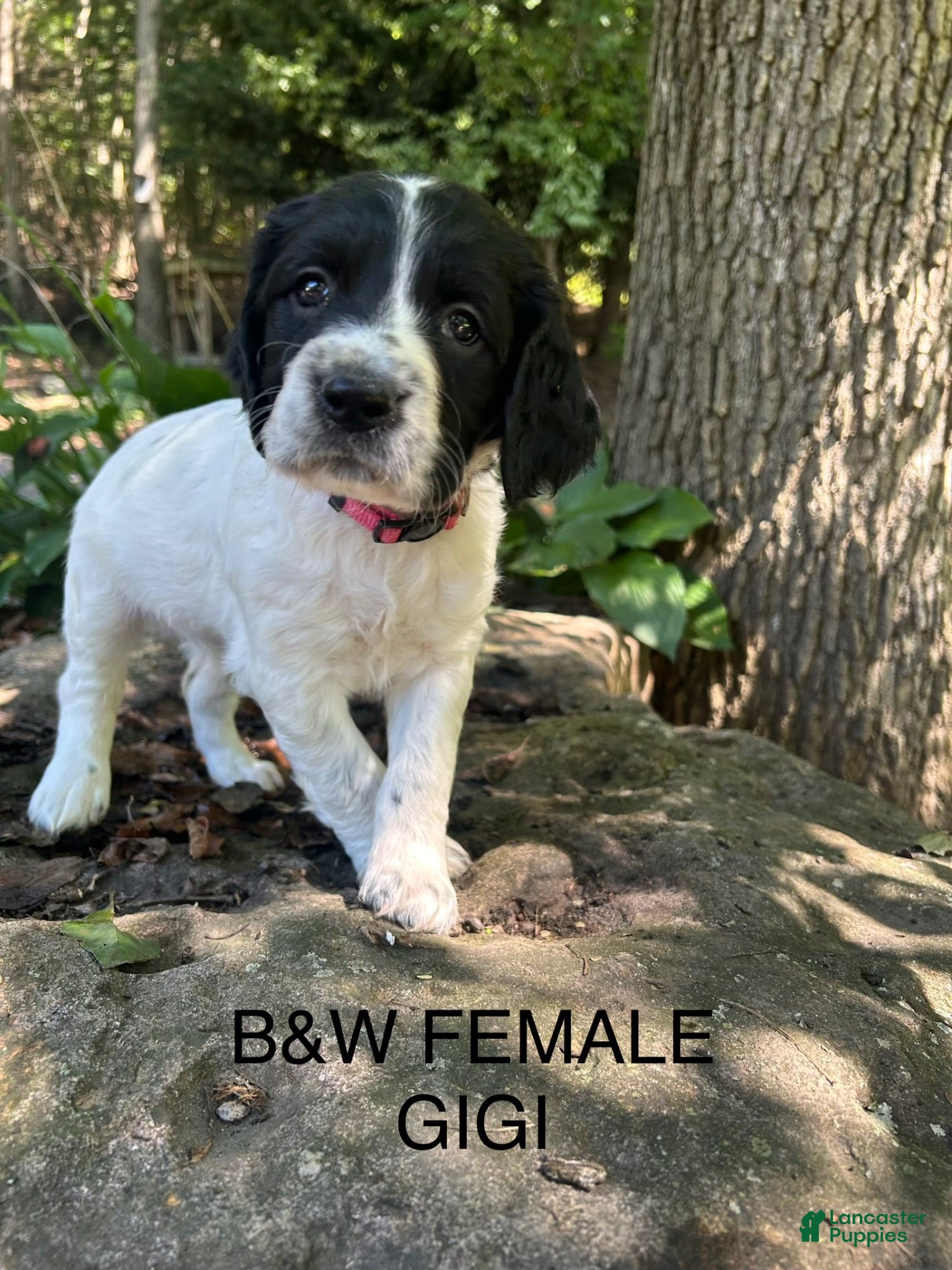 English Springer Spaniel dogs English Springer Spaniel 1 - Ad 1