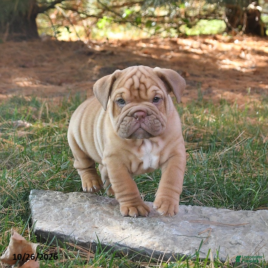 English Bulldog dogs for sale: Fiddle - Ad 2