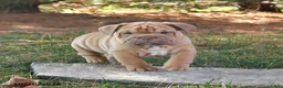 English Bulldog dogs for sale: Fiddle - Ad 2