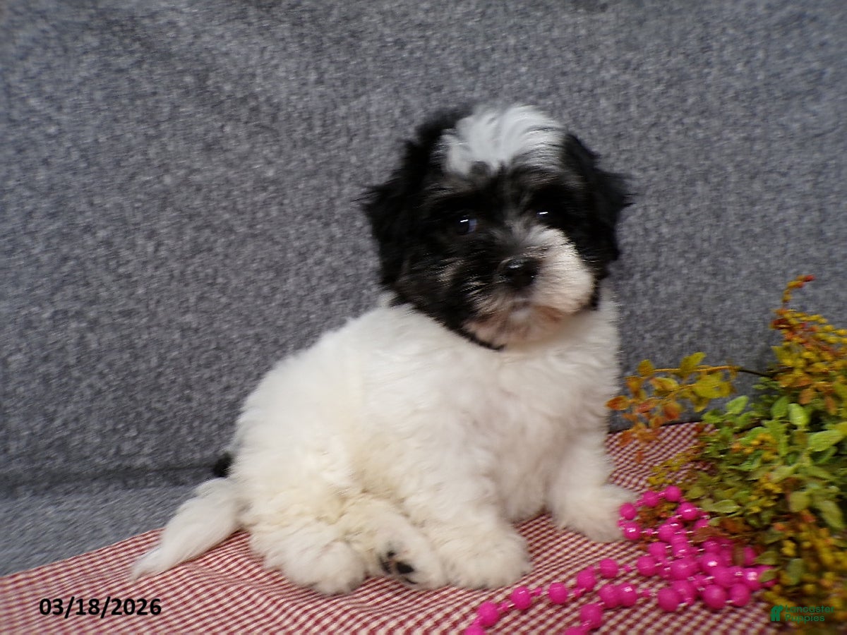Havanese dogs Muffin - Ad 1
