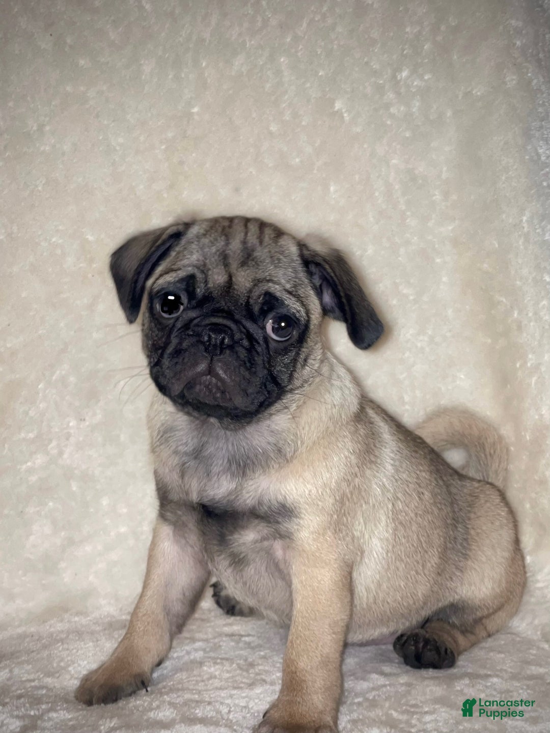 Pug dogs for sale: Vanilla - Ad 2