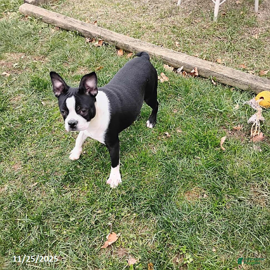 Boston Terrier dogs for sale: Roselyn - Ad 2