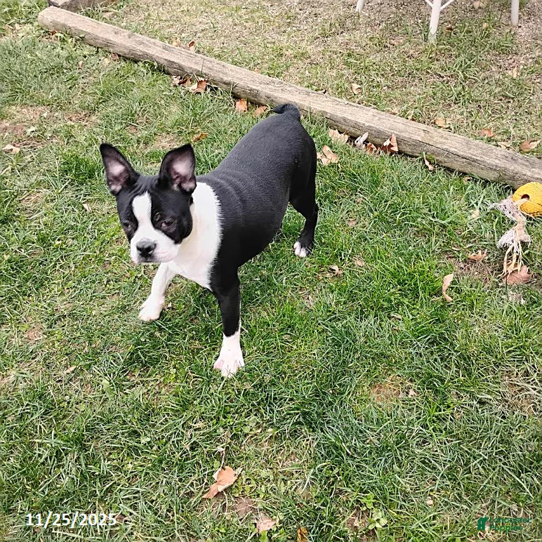 Boston Terrier dogs for sale: Roselyn - Ad 8