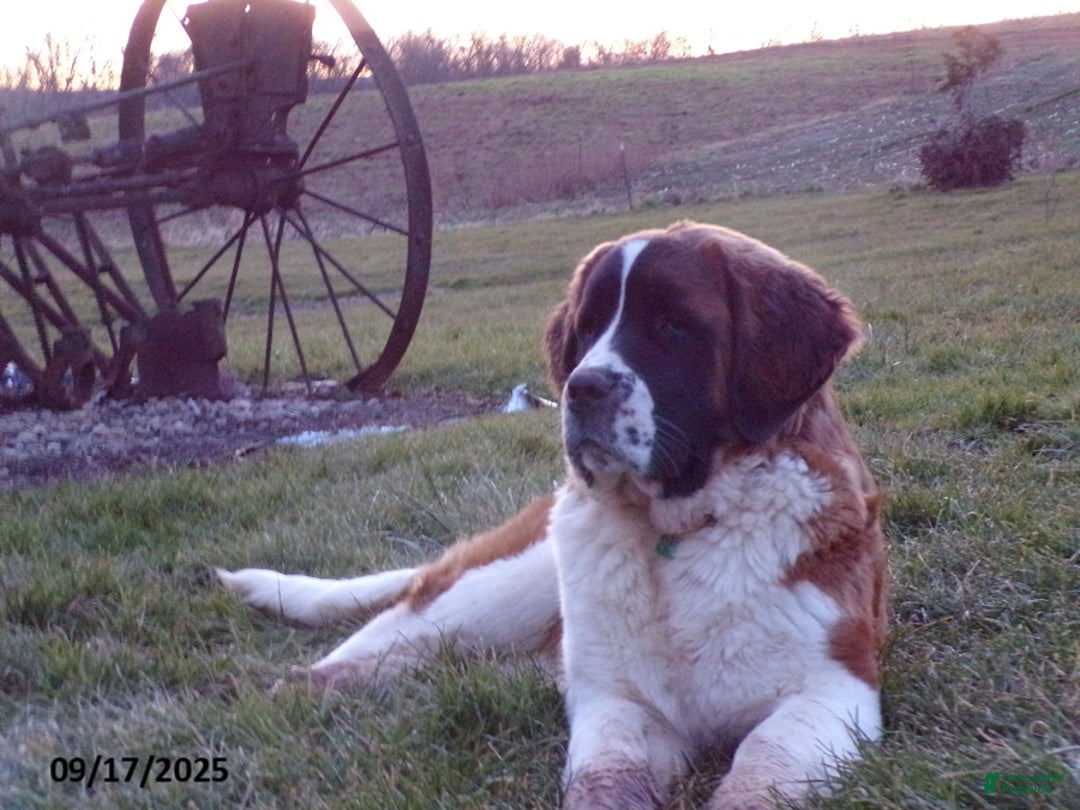 Saint Bernard Healthiest Giant Dog Breeds Hills Dog Food Hill's