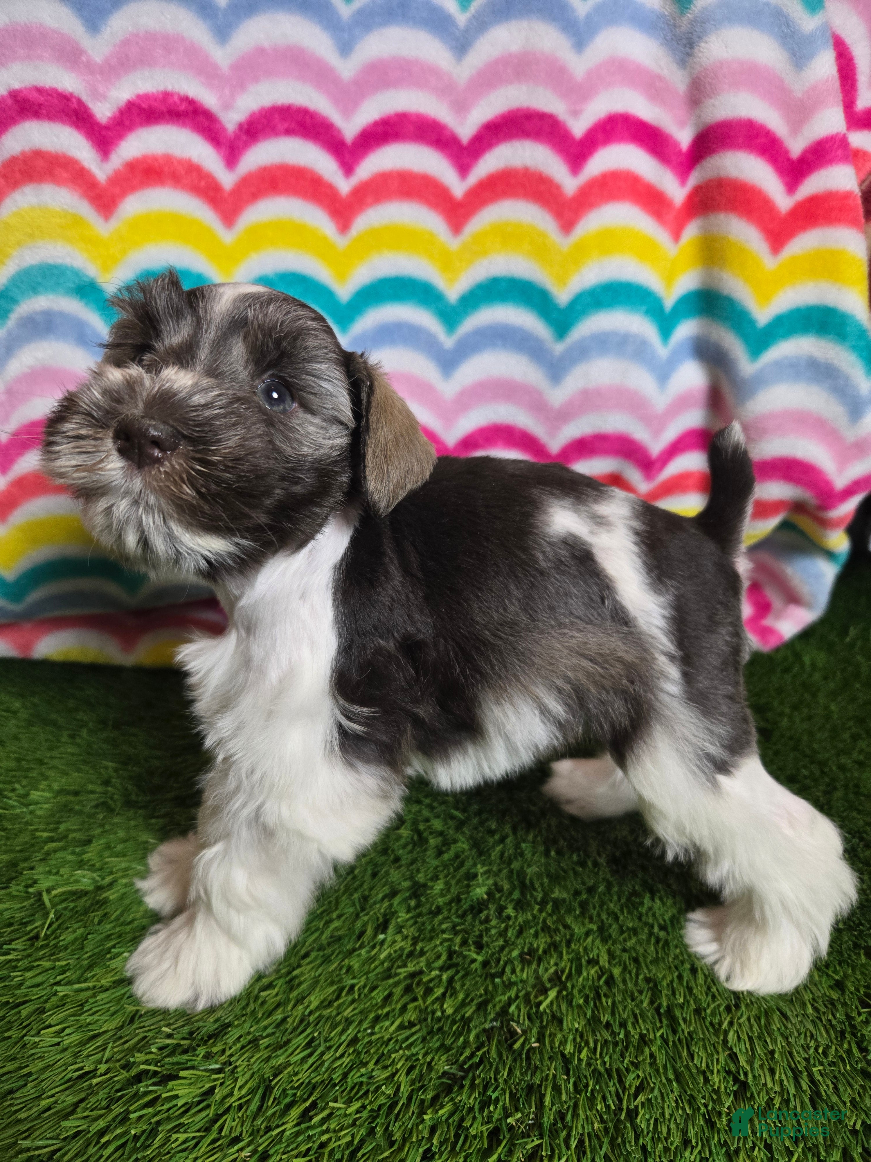 Miniature Schnauzer dogs Mildred - Ad 8