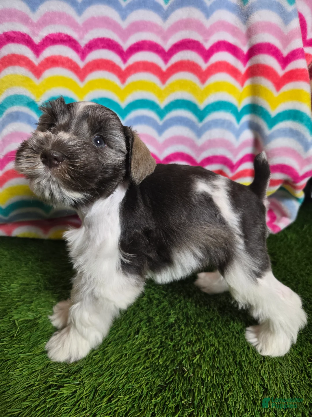 Miniature Schnauzer dogs for sale: Mildred - Ad 1