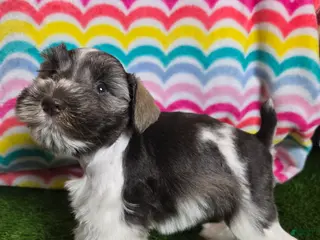 Miniature Schnauzer dogs Mildred - Ad 8
