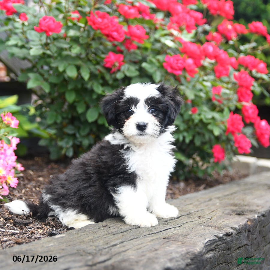 Mixed Breed dogs Jerry - Ad 1