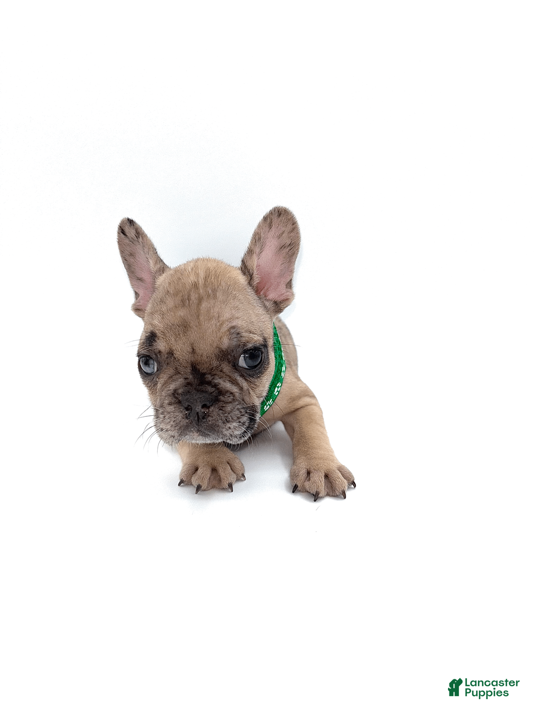French Bulldog dogs for sale: French Bulldog Puppy 3 - Ad 1