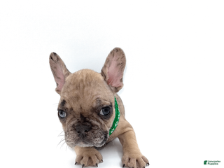 French Bulldog dogs French Bulldog Puppy 3 - Ad 10