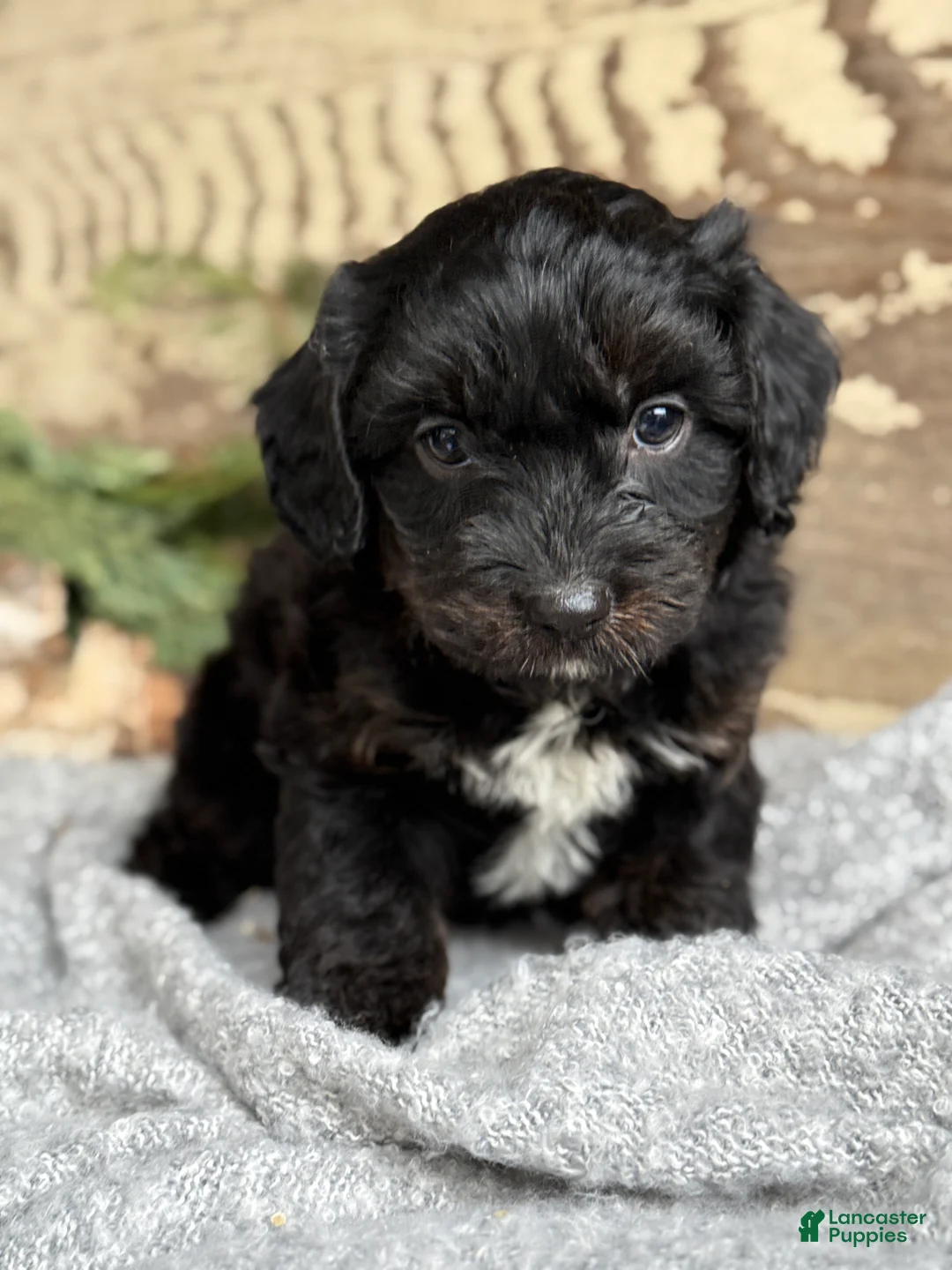 Mixed Breed dogs for sale: Wheeler - Ad 2