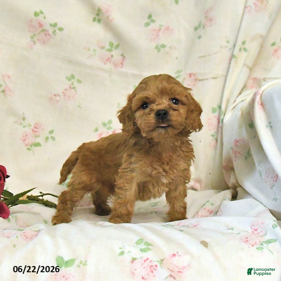 Cockapoo dogs Curtis - Ad 1