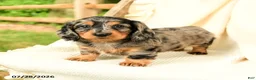 Miniature Dachshund dogs for sale: Diya - Ad 5