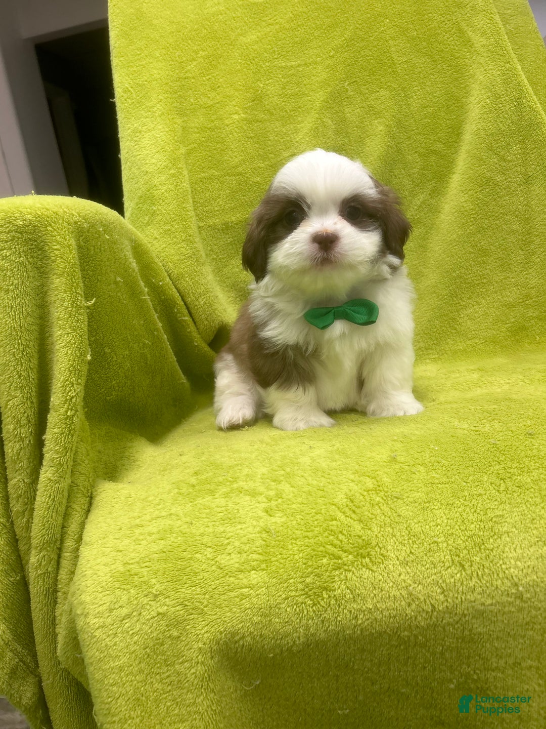 Teddy Bear dogs for sale: Teddy Bear Puppy 1 - Ad 2