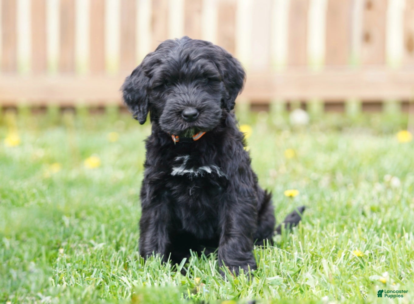 Portuguese Water Dog dogs Duke - Ad 2