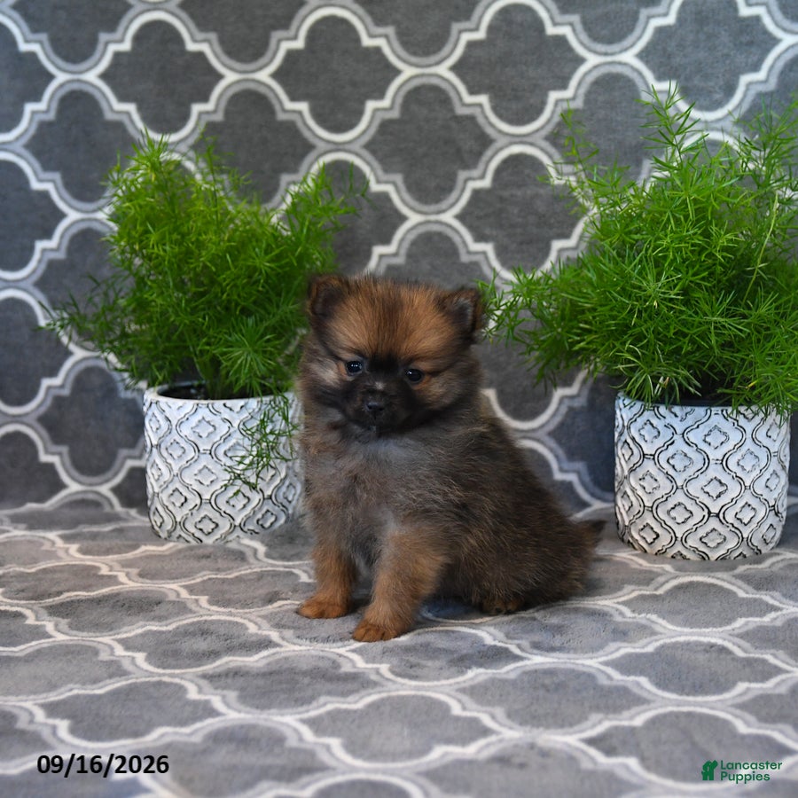 Pomeranian dogs Rodger - Ad 1
