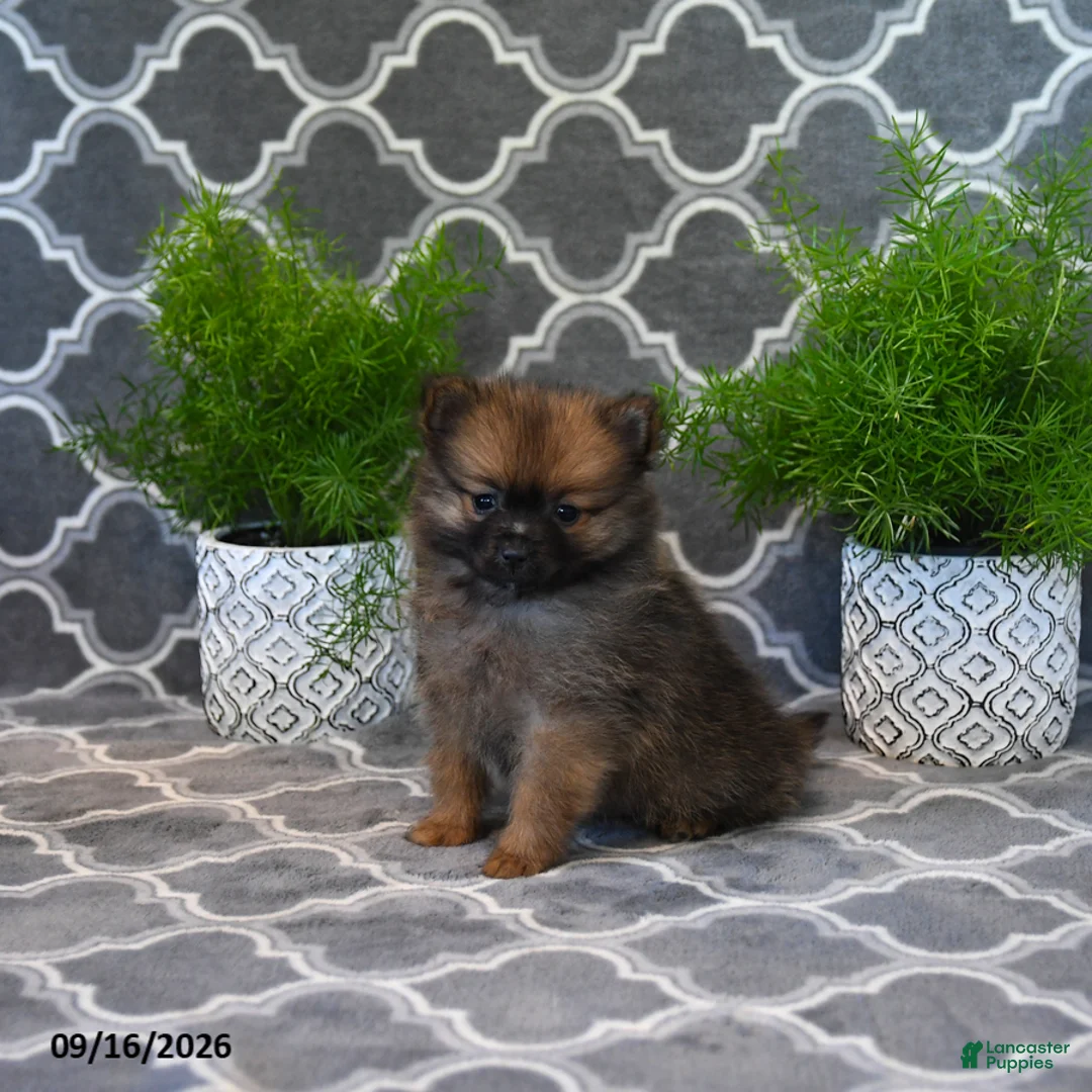 Pomeranian dogs for sale: Rodger - Ad 1