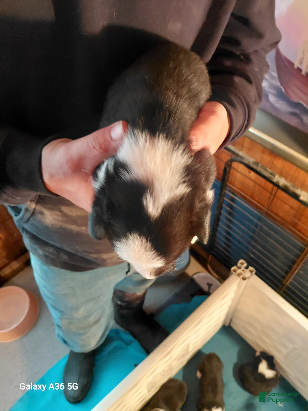 Welsh Corgi Pembroke dogs for sale: Salvador Dali - Ad 2