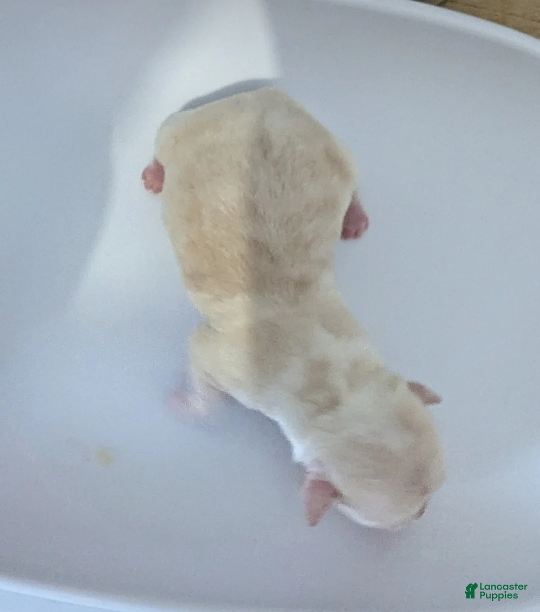 Chihuahua dogs for sale: Riley - Ad 2