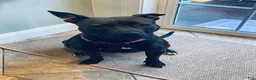 American Pit Bull Terrier dogs for sale: American Pit Bull Terrier 3 - Ad 2