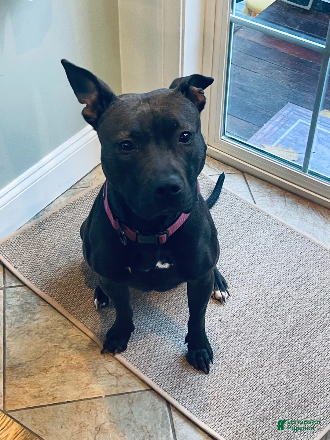 American Pit Bull Terrier dogs for sale: American Pit Bull Terrier 3 - Ad 2