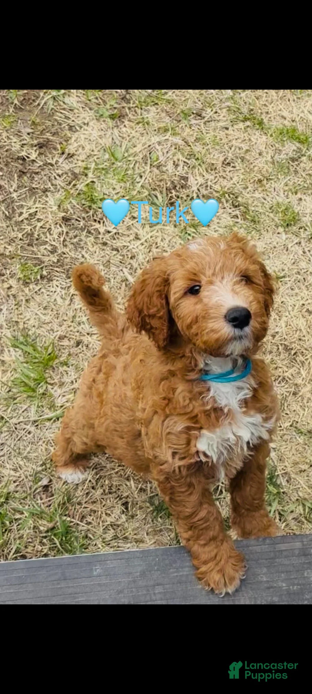 Goldendoodle dogs for sale: Turk  (Multi-gen🐕) - Ad 1
