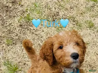 Goldendoodle dogs Turk - Ad 41