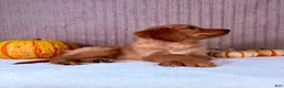 Golden Retriever dogs for sale: Shetar - Ad 4