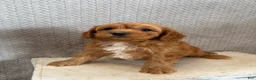Cavapoo dogs for sale: Milo - Ad 7