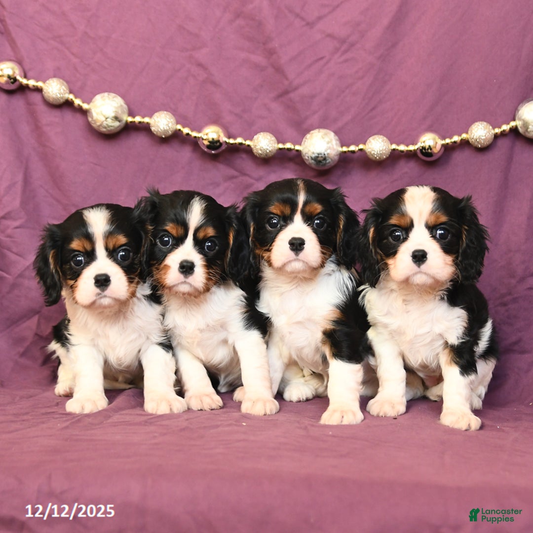 Cavalier King Charles Spaniel dogs for sale: London - Ad 5