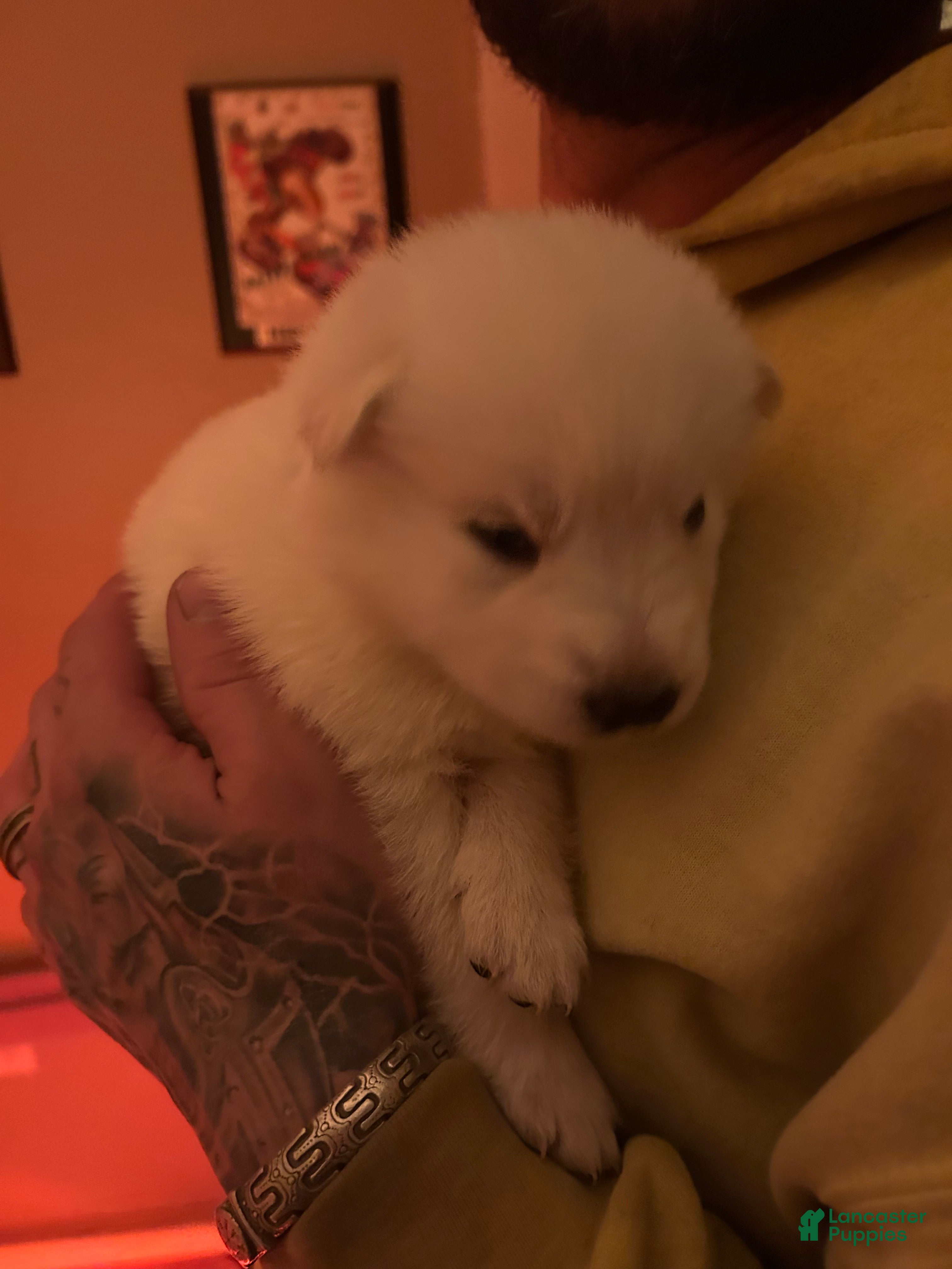 Gerberian Shepsky dogs (Blue Collar) Gerberian Shepsky Puppy 6 - Ad 19