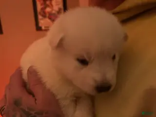 Gerberian Shepsky dogs (Blue Collar) Gerberian Shepsky Puppy 6 - Ad 19