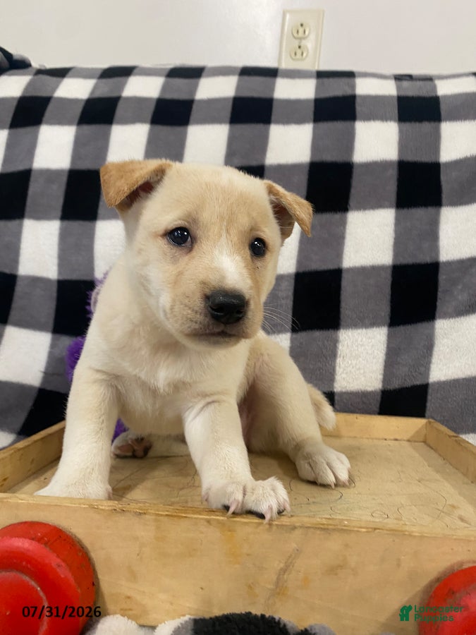 Mixed Breed dogs Candy - Ad 2