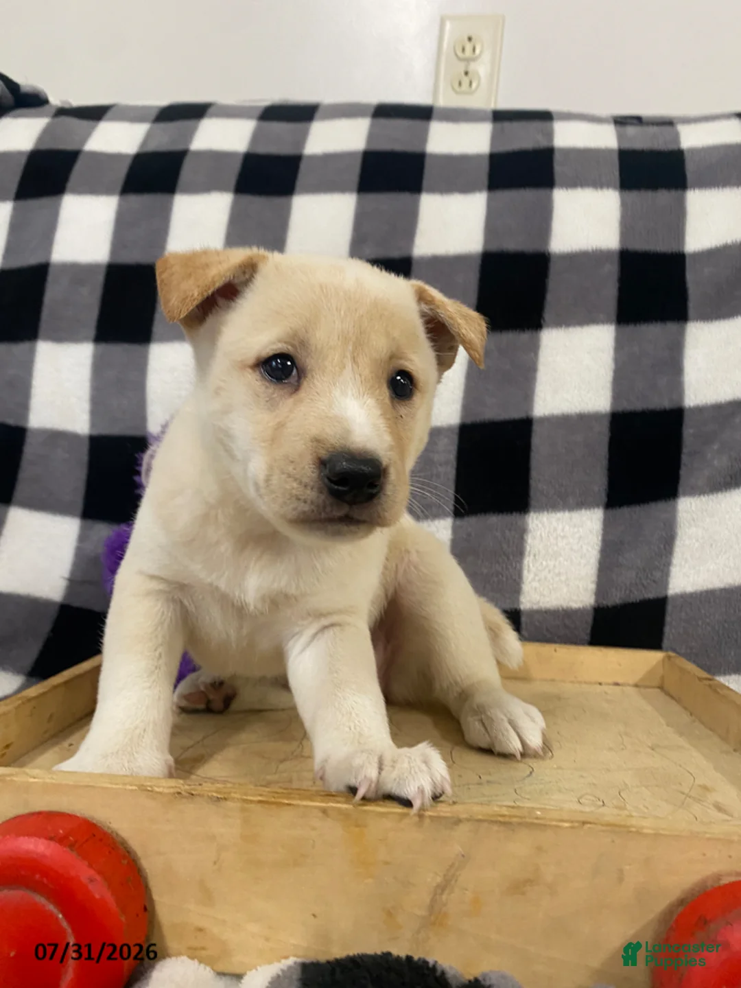 Mixed Breed dogs for sale: Candy - Ad 2