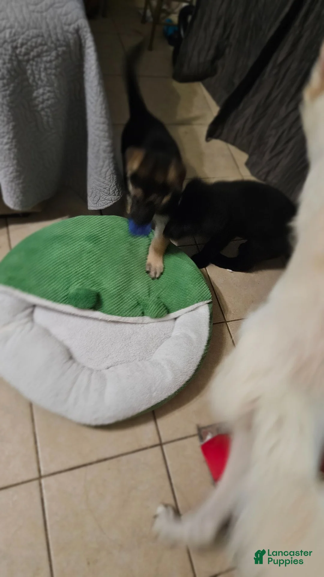 Mixed Breed dogs for sale: Mixed Breed 2 - Ad 2