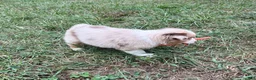 Australian Shepherd dogs for sale: Tyler - Ad 4