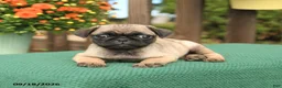 Pug dogs for sale: Mason - Ad 3