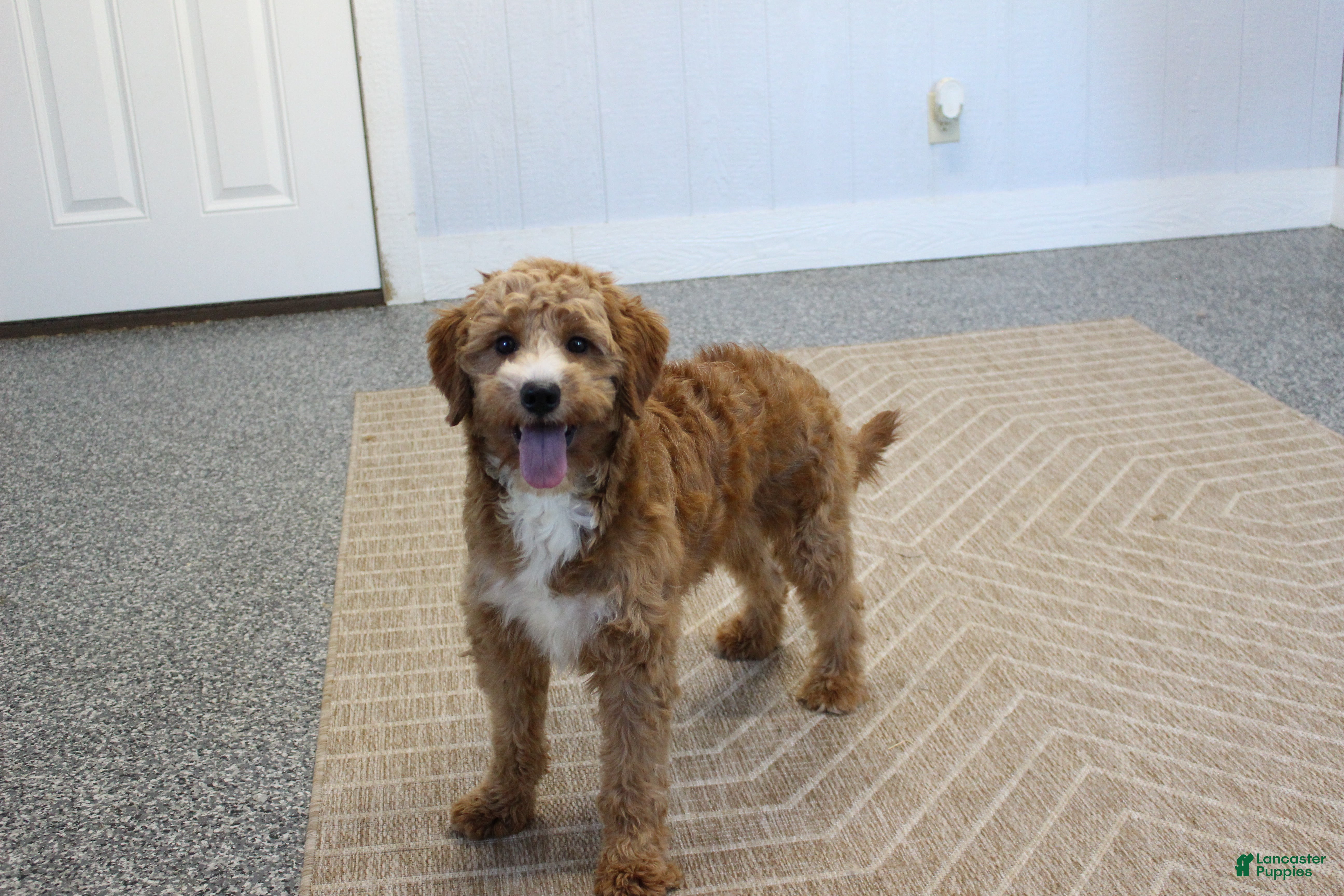 Mini Goldendoodle dogs Bouncer - Ad 2