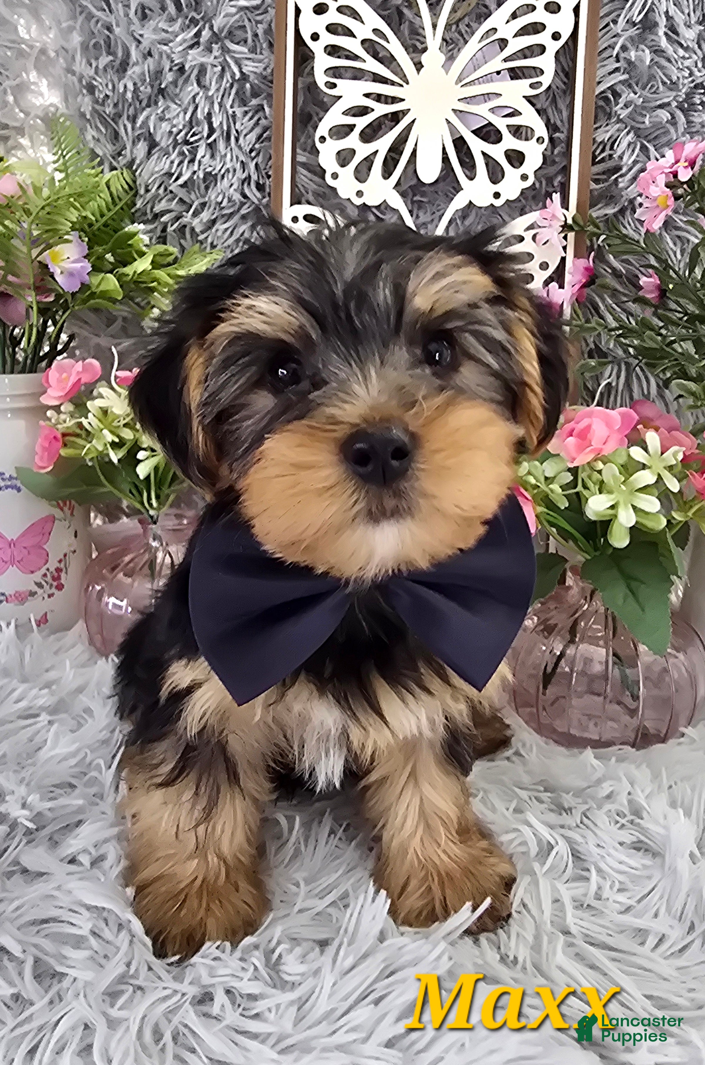 Yorkshire Terrier dogs Maxx - Ad 13