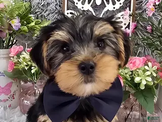 Yorkshire Terrier dogs Maxx - Ad 13