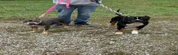American Bully dogs for sale: American Bully 8 - Ad 4