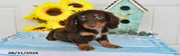 Miniature Dachshund dogs for sale: Dreamer - Ad 3